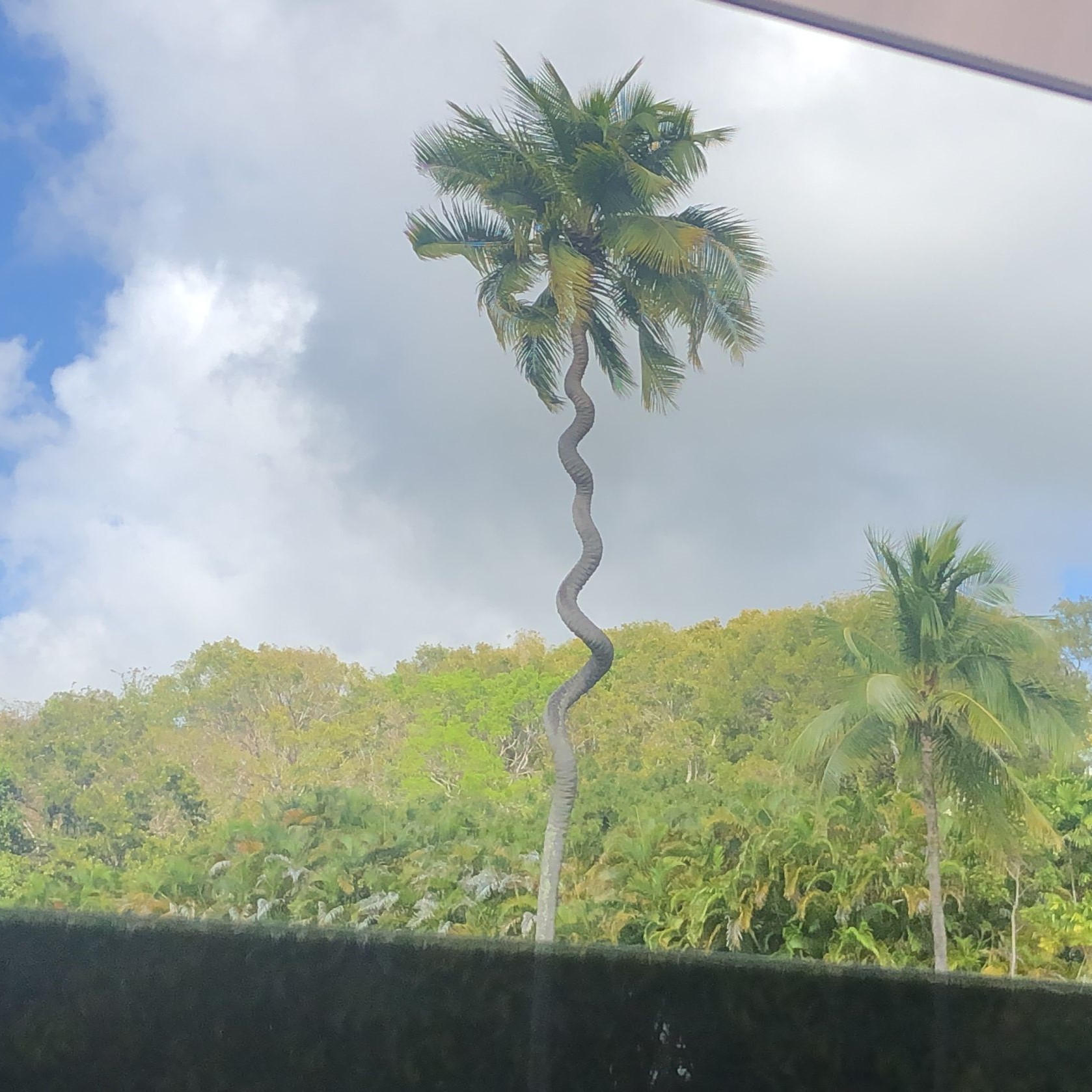 Dancing Coconut Tree in Barbados