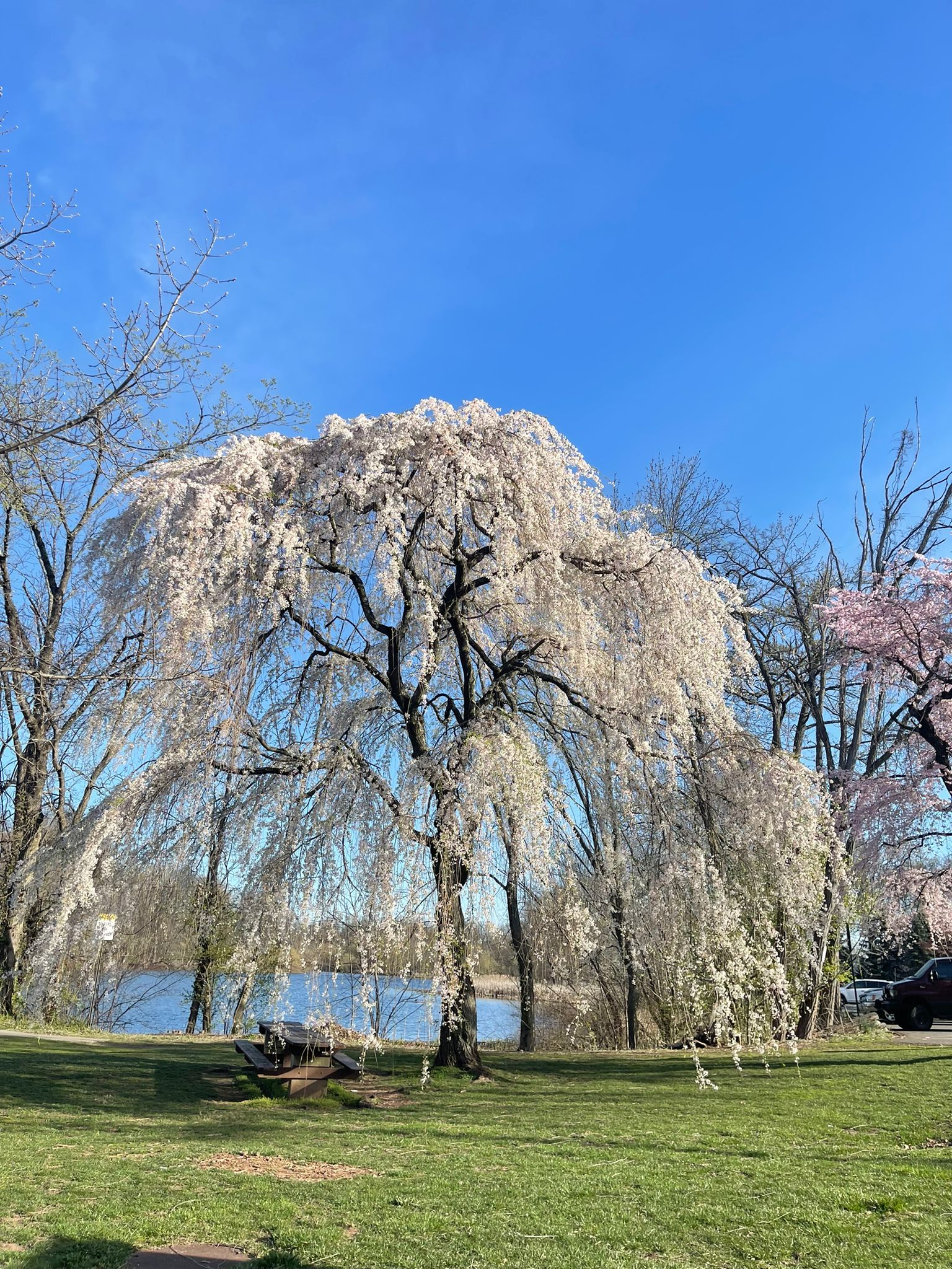 Tree somewhere in New Jersey